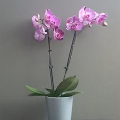   AN ORCHID PLANT