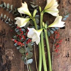 JUST AMARYLLIS WHITE